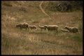 216073 Sheep Graze Along Oregon Trail, Casper, Wyoming A4 Photo Print
