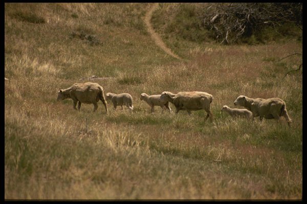 216073 Sheep Graze Along Oregon Trail, Casper, Wyoming A4 Photo Print