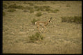216075 A Galloping Antelope, A Familiar Sight Along The Trail A4 Photo Print