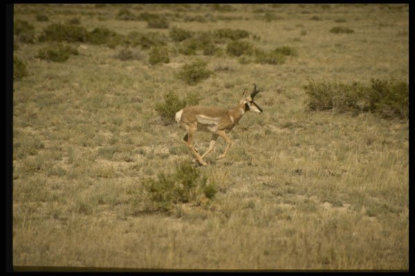 216075 A Galloping Antelope, A Familiar Sight Along The Trail A4 Photo Print