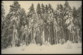 216098 Mount Hood Forests Under Snow Along Barlow Road A4 Photo Print