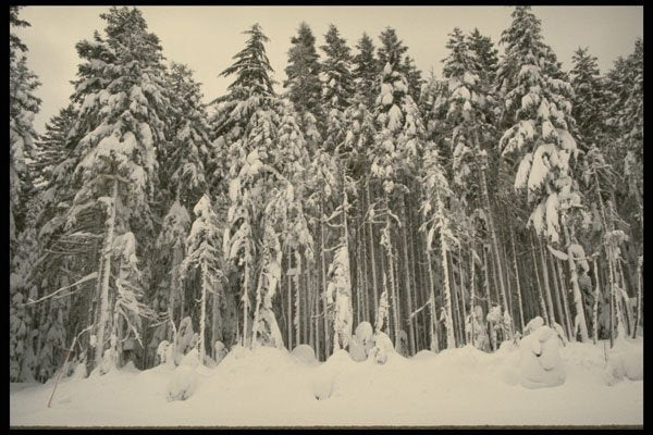 216098 Mount Hood Forests Under Snow Along Barlow Road A4 Photo Print