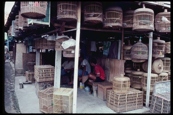 217052 Yogyakarta, The Bird Market A4 Photo Print