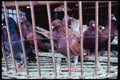 217055 Surakarta, Pigeons For Sale A4 Photo Print