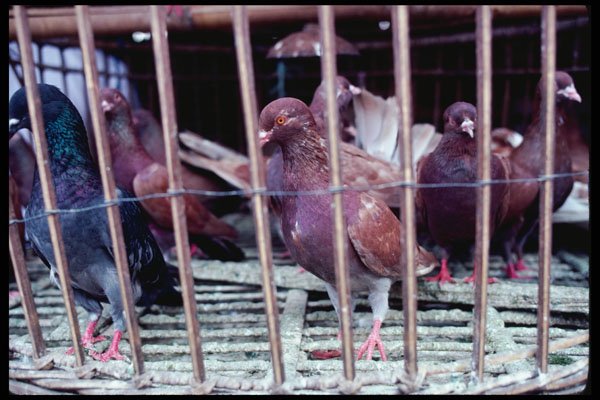 217055 Surakarta, Pigeons For Sale A4 Photo Print