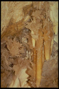 218000 Sonora Caverns, Texas A4 Photo Print