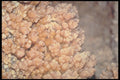 218002 Sonora Caverns, Texas A4 Photo Print