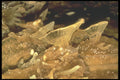 218013 Sonora Caverns, Texas A4 Photo Print
