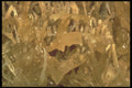 218014 Sonora Caverns, Texas A4 Photo Print