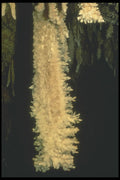 218016 Sonora Caverns, Texas A4 Photo Print