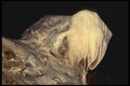 218065 Inner Space Caverns, Texas A4 Photo Print