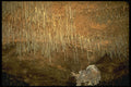 218067 Inner Space Caverns, Texas A4 Photo Print