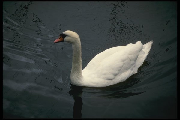 219057 A Swan, At Home In Stavanger's Harbor A4 Photo Print
