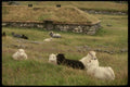 219062 Outside Stavanger, Sheep Rest Near A Stone Age Community A4 Photo Print