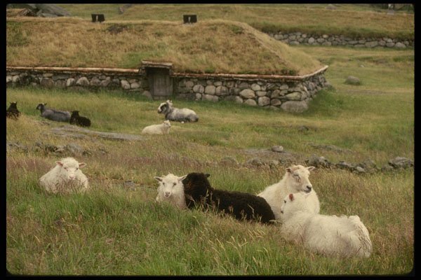 219062 Outside Stavanger, Sheep Rest Near A Stone Age Community A4 Photo Print