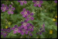 219087 Wildflowers, Svolvaer A4 Photo Print