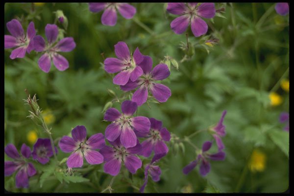219087 Wildflowers, Svolvaer A4 Photo Print