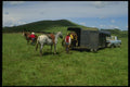 220001 Cowboys Trailering Horses In To Remote Summer Range A4 Photo Print