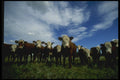 220002 Calves On Summer Range A4 Photo Print