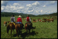 220007 Cowboys Checking Cattle For Infections A4 Photo Print