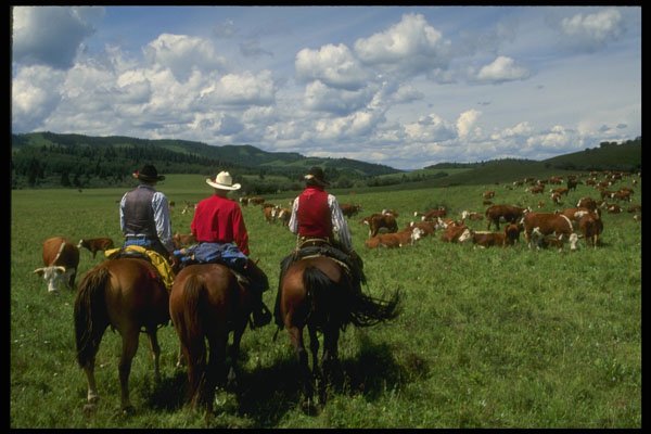 220007 Cowboys Checking Cattle For Infections A4 Photo Print