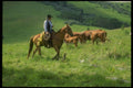 220009 Cowboy Checking Herd On Summer Range A4 Photo Print