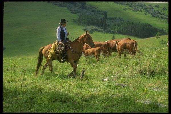 220009 Cowboy Checking Herd On Summer Range A4 Photo Print
