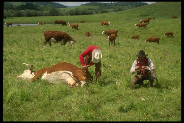 220010 Cowboys Injecting Yearlings With Antibiotics A4 Photo Print