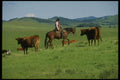 220011 Cowboy Checking Herd A4 Photo Print