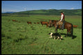 220013 Cowboy Checking Herd With Border Collie A4 Photo Print