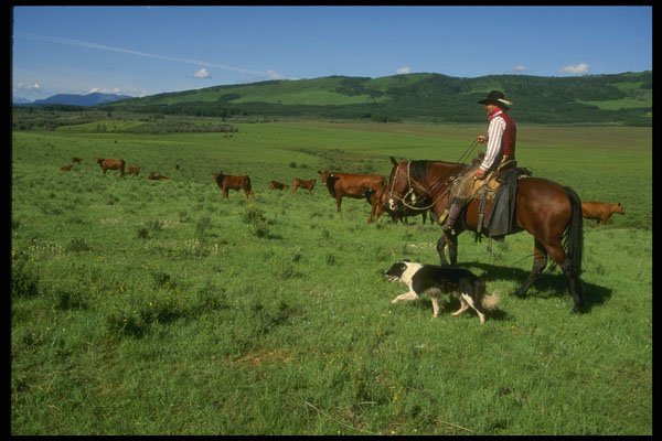 220013 Cowboy Checking Herd With Border Collie A4 Photo Print