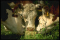220015 Yearlings On Salt Block A4 Photo Print