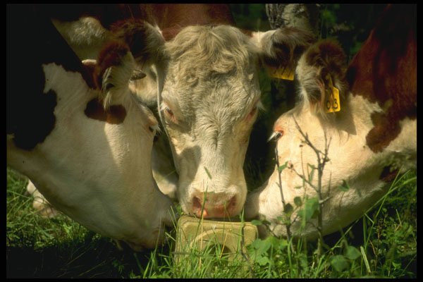 220015 Yearlings On Salt Block A4 Photo Print