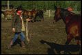 220016 Cowboy Catching A Horse For The Day's Work A4 Photo Print