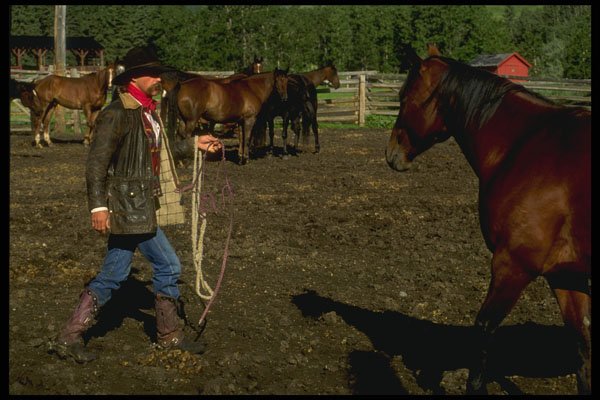 220016 Cowboy Catching A Horse For The Day's Work A4 Photo Print