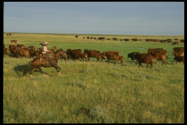 220018 Cowboy Moving Cattle To New Field A4 Photo Print