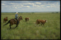 220019 Cowboy Chasing Calf A4 Photo Print