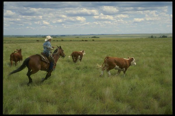 220019 Cowboy Chasing Calf A4 Photo Print