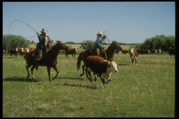 220020 Cowboys Roping Calf A4 Photo Print