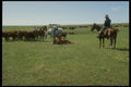 220021 Cowboys Doctoring Sick Calf A4 Photo Print