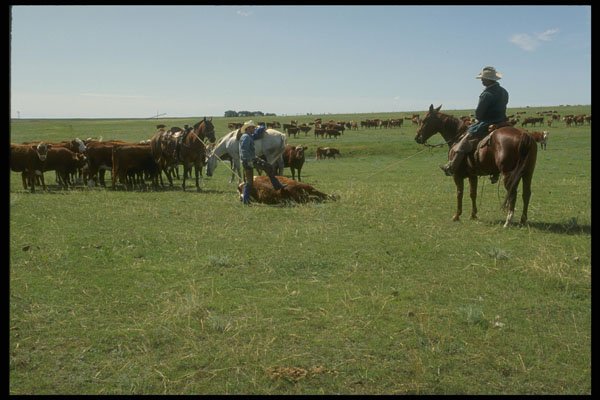 220021 Cowboys Doctoring Sick Calf A4 Photo Print