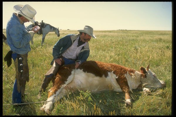 220022 Cowboy Preparing To Inject Sick Calf A4 Photo Print