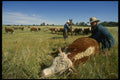 220023 Cowboy Injecting Calf A4 Photo Print