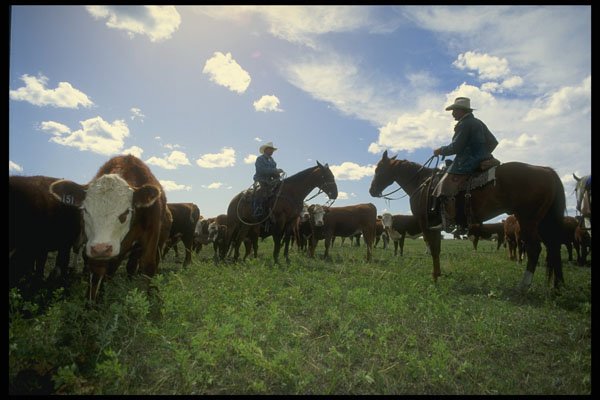 220024 Cowboys Checking Calves For Potential Disease A4 Photo Print