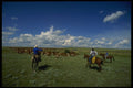 220029 Cowboys Moving Cattle To New Field A4 Photo Print