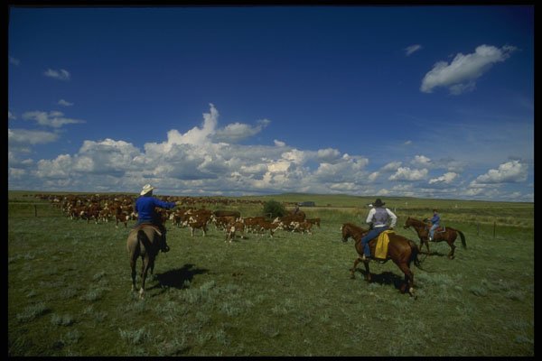 220029 Cowboys Moving Cattle To New Field A4 Photo Print