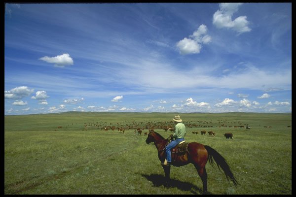 220030 Cowboys Moving Cattle To New Field A4 Photo Print