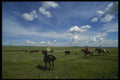 220031 Cowboys Moving Cattle To New Field A4 Photo Print