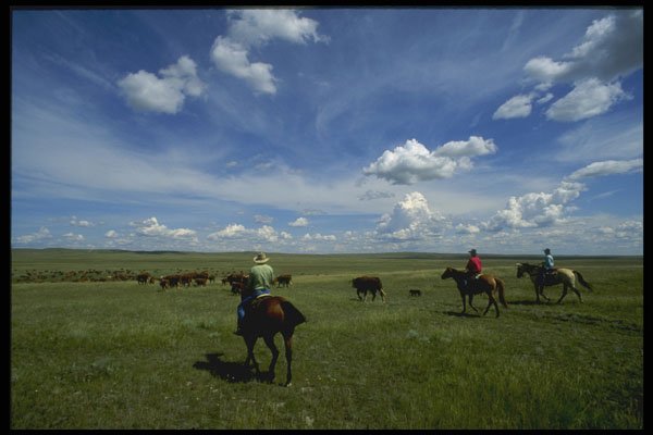 220031 Cowboys Moving Cattle To New Field A4 Photo Print