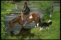220036 Horse And Dog Taking A Water Break A4 Photo Print